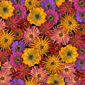 Könnte beinhalten: Ein lebendiger Blumenstrauß mit einer Vielzahl von bunten Blumen, darunter lila, rosa, rot, gelb und weiß. Die Blumen sind in einer Nahaufnahme angeordnet und bilden ein wunderschönes und komplexes Muster.