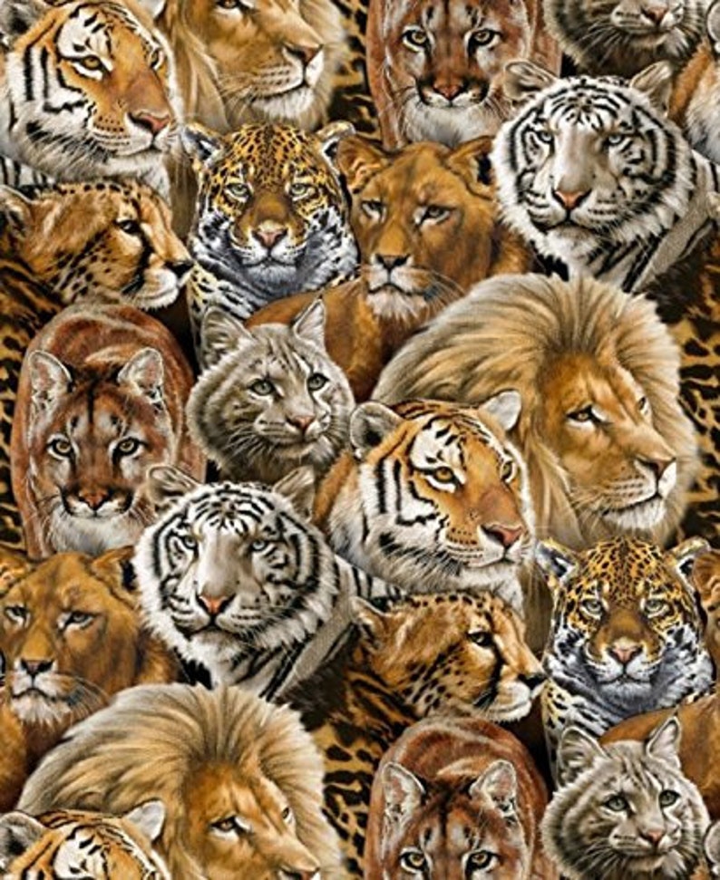 puma and tiger