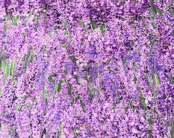 Cotton fabric with lavender blossoms in purple, floral fabric for bags, cushions, patchwork, quilts, scented sachets, and decorations from Elizabeth's Studio, 0.5 m