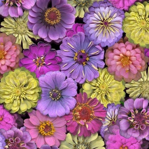 May include: A vibrant, close-up image of a collection of colorful zinnia flowers. The flowers display a variety of hues, including shades of purple, pink, yellow, and orange. The petals are layered, and the centers have a textured appearance.