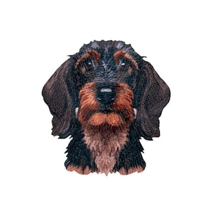 Könnte beinhalten: Nahaufnahme des Gesichts eines schwarz-braunen Dackels. Der Hund hat einen ernsten Ausdruck und sein Fell ist kurz und glatt.