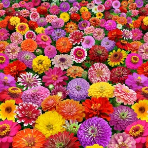 Könnte beinhalten: Ein Feld voller bunter Zinnien in den Farben Rosa, Rot, Orange, Gelb, Lila und Weiß. Die Blumen stehen in voller Blüte und schaffen eine lebendige und fröhliche Szene.
