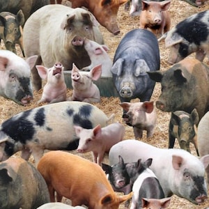 Baumwollstoff Schweine – Elisabeth Studio Farm Animals mit Ferkeln & Sauen, ländlicher Patchworkstoff zum Nähen und Dekorieren, 0,5 m