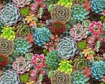 Cotton SUCCULENTS living stones cacti, cactus, cactus, botanical, plants, patchwork fabric, fabric, sewing, 0.30 m