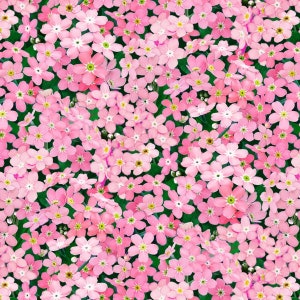 Katoenen stof met vergeet-me-nietjes, klein, delicaat, romantisch, bloemenpatroon, voor naaien, tassen, kussens, patchwork, Elizabeth Studio, per meter, 0,5 m