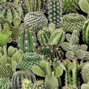 Peut inclure: Un arrangement dense de différents cactus verts sur un fond noir. Les cactus varient en forme, taille et texture, certains présentant des épines acérées et d'autres des surfaces lisses. L'image présente une variété de plantes du désert.