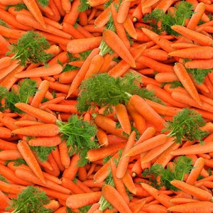 Könnte beinhalten: Ein Nahaufnahmebild eines Stapels frischer orangefarbener Karotten mit grünen Blättern. Die Karotten sind in einem zufälligen Muster angeordnet, was ein lebendiges und farbenfrohes Bild ergibt.