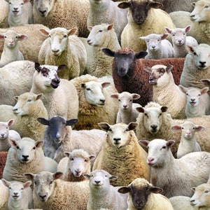 Könnte beinhalten: Ein Nahaufnahmebild einer großen Gruppe von Schafen. Die Schafe sind alle weiß, braun und schwarz. Einige der Schafe schauen in die Kamera, während andere wegschauen. Die Schafe stehen alle dicht beieinander.