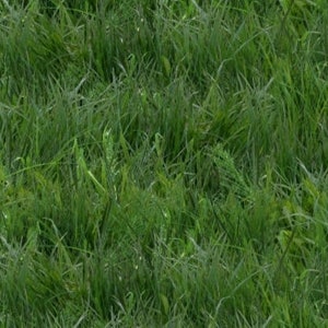 Könnte beinhalten: Nahaufnahme eines üppigen grünen Grasfeldes mit Grashalmen in verschiedenen Grüntönen.