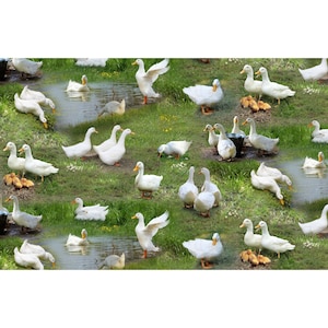 Oche, anatre, pulcini, anatroccoli, prato, stagno, specchio d&#39;acqua, animali, bambini, idillio rurale, vita di campagna, cucito, tessuto di cotone, tessuto, 0,50 m