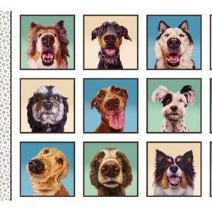 May include: Nine framed portraits of different dog breeds. The dogs have diverse fur colours and expressions, some panting, others looking directly at the viewer. The backgrounds are in shades of blue and yellow. Each portrait is in a black square.