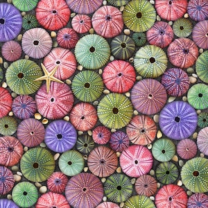 Puede incluir: Una imagen de primer plano de una colección de erizos de mar coloridos, con una estrella de mar en el centro. Los erizos de mar están dispuestos en un patrón circular, con la estrella de mar en el medio. Los erizos de mar son de todos los colores, incluyendo morado, rosa, verde y azul.