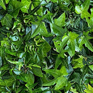 Könnte beinhalten: Ein Nahaufnahmebild einer dichten Ansammlung grüner Blätter. Die Blätter sind in verschiedenen Formen und Größen, einige haben eine spitze Spitze und andere eine abgerundete Spitze. Die Blätter sind alle in einem leuchtenden Grün.