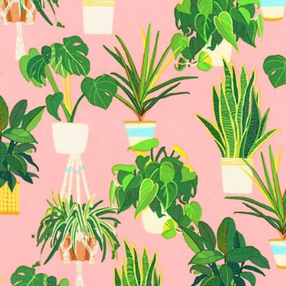 philodendron bauhaus Buy Philodendron Burle Marx