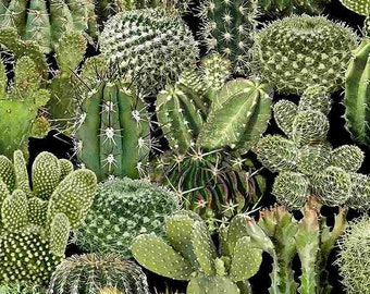 Baumwolle KAKTEEN, Kaktus, "Stacheliger Freund", Saguaro, Cactus, Baumwollstoff, Stoff, nähen, 0,50m