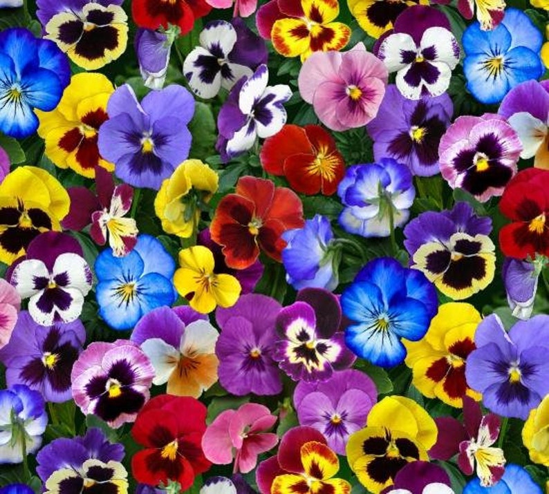 Cotton PANSY violet viola, horned violet, sewing, cotton fabric, patchwork fabric, fabric, 0.50 m image 1