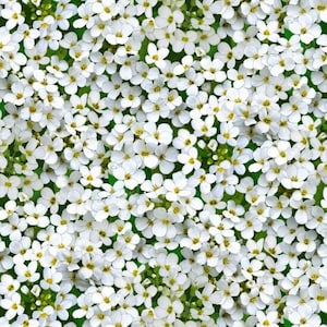 Cotton Fabric Small Blossoms Flowers White Blossoms Floral Scattered Flowers Blossoms Ground Cover Sewing Fabric 0.50m