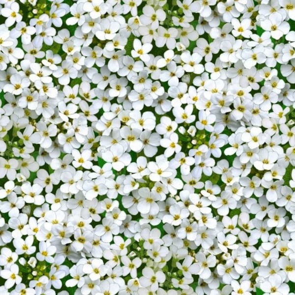 Cotton Fabric Small Blossoms Flowers White Blossoms Floral Scattered Flowers Blossoms Ground Cover Sewing Fabric 0.50m