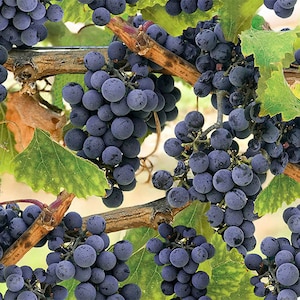 Cotton grapes, grapevines, sewing, grapes, table grapes, vine, Pinot Noir, wine, patchwork fabric, fabric, 0.40 m