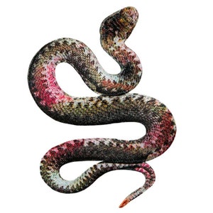 Könnte beinhalten: Eine farbenfrohe Schlange mit einem schwarz-grün-rosa gemusterten Körper ist in einer Achtform zusammengerollt. Der Kopf der Schlange ist erhoben und nach oben gerichtet.