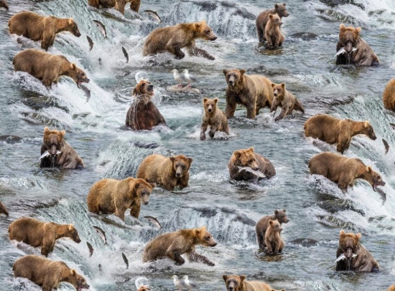 0.50m bears fishing bears water fish bear fabric cotton | Etsy
