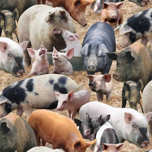 Cotton pigs, pig, piglet, sows, sow, piglet, sewing, patchwork fabric, fabric, 0.50 m