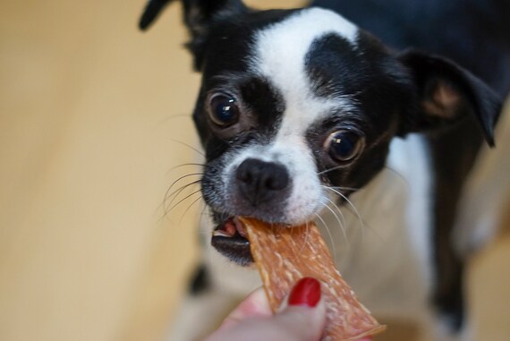 Chihuahua puppy treats deals