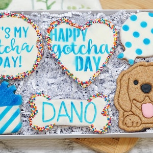 May include: A white gift box filled with six decorated dog biscuits. The biscuits are decorated with blue icing and sprinkles. The biscuits have the text "It's My Gotcha Day!" "Happy Gotcha Day" "Dano" and a blue balloon with white polka dots. One biscuit is shaped like a bone, one is shaped like a heart, one is shaped like a dog, and one is shaped like a gift box.