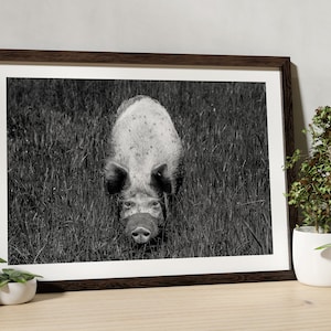 May include: Monochrome framed print of a pig standing in long grass. The pig is looking directly at the viewer. The print is in a dark brown frame, and is displayed on a wooden surface with small potted plants.