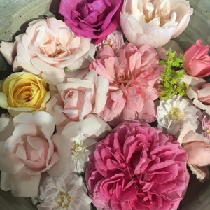 May include: A bowl filled with a variety of pink, white and yellow roses. The roses are arranged in a beautiful and delicate way, creating a stunning floral display.