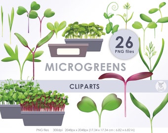 Kit 8 Tappetini Di Canapa Per Microgreens - 10x20cm Coltivazione Idroponica - Foto 14