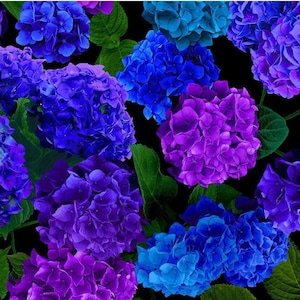New! &quot;Midnight Bloom&quot; Hydrangea Floral, Flower Fabric! 100% Cotton•1/4, 1/2, 1 yd x 45&quot;! Purple/Blue•Timeless Treasures•Fast Ship!