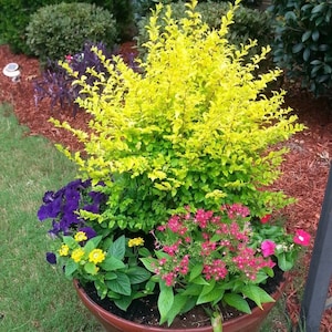 Sunshine Ligustrum | Southern Living | Bright Yellow Plant | Beautiful Bright Yellow Plant |Landscaping Shrub