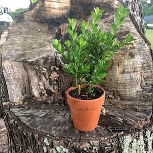 Live Boxwood Indoor or Outdoor Home Decor Terra-cotta Flower Pot