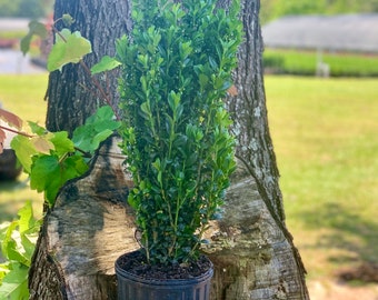 What Grows There Sky Pencil Holly Vs Dee Runk Boxwood