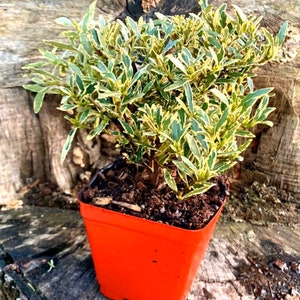 Gardenia Radicans | Variegated Dwarf Miniature | Pre-Bonsai Live Plant | White Bloom | Sweet Fragrance | Dwarf Creeping Shrub