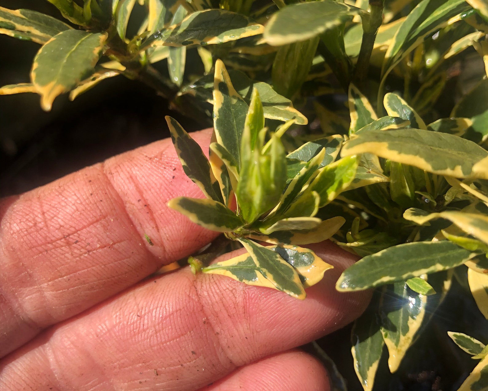 Gardenia Radicans Variegated Dwarf/miniature Prebonsai Live Etsy