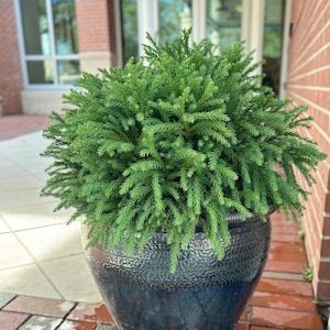 Dwarf Japanese Cedar | Cryptomeria | Globosa Nana | Japanese Dwarf Evergreen | Shrub Bonsai | 2-3 oz of plant food with each order