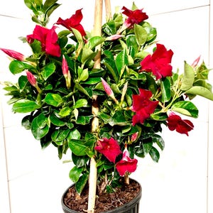 Mandevilla | Dipladenia | Rocket-Trumpet | Tropical Red Vining Plant | **Now Blooming**| Reblooming Vining Plant | Attracks Hummingbird |