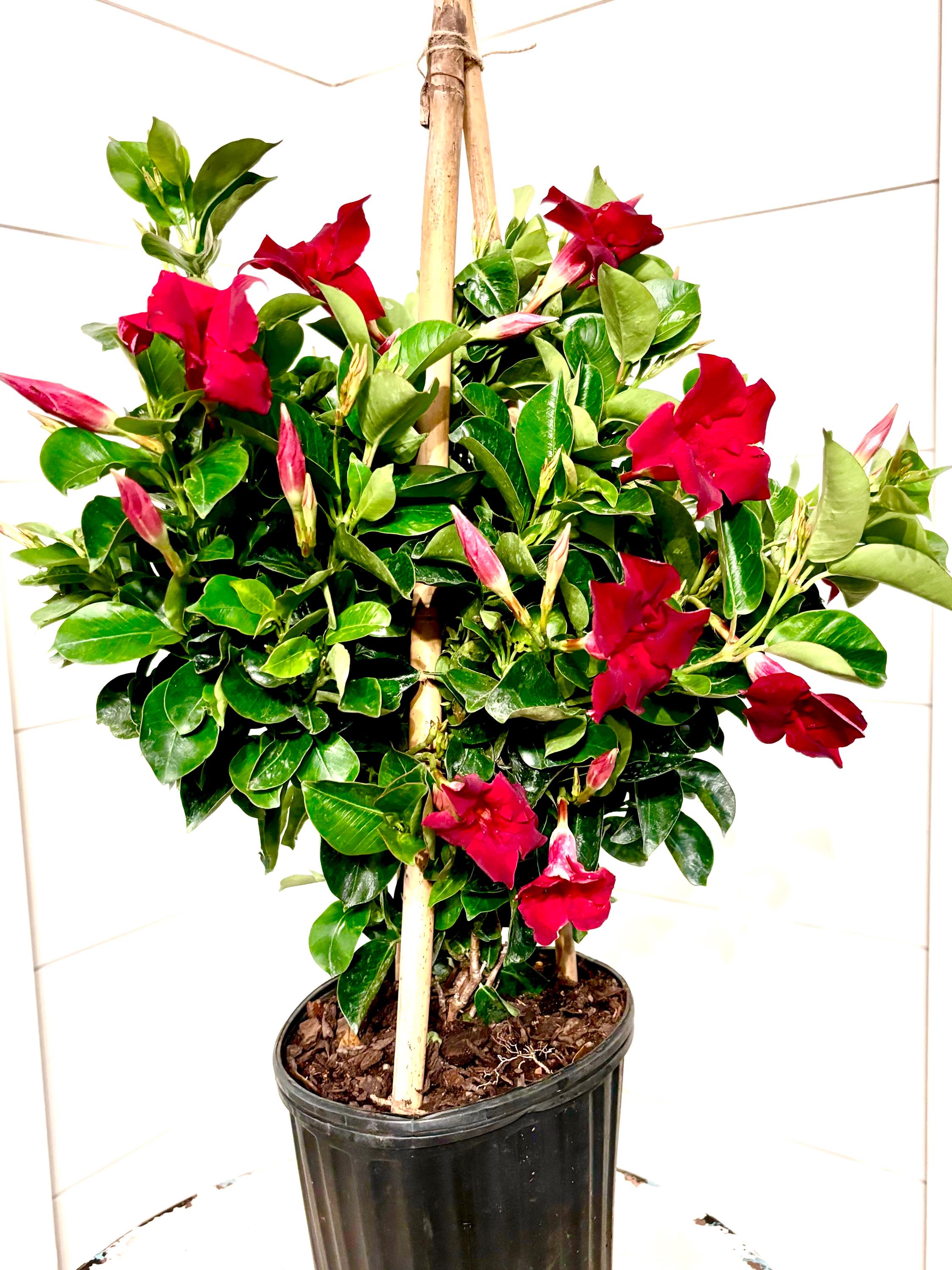 華紅薇ページ　7-13 Mandevilla | Dipladenia | Rocket-trumpet | Tropical Red Vining