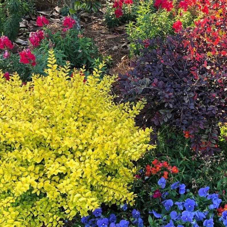Sunshine Ligustrum Southern Living Bright Yellow Plant ...