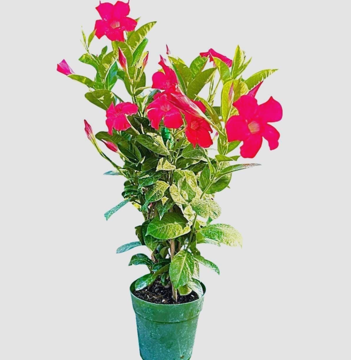Mandevilla | Dipladenia | Red Blooming Flower | Rock Trumpets | Red Tropical Vine | Live Blooming Plant | No ship to AZ, Ca, PR, AK