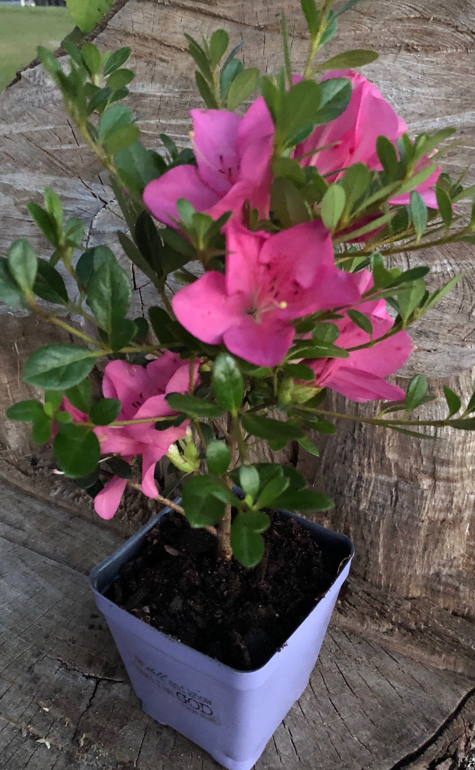 Dwarf Azalea Momo No Haru Satsuki Beautiful Pink Blooms Etsy