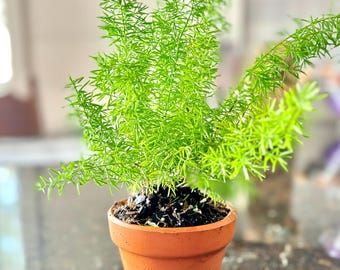 Foxtail fern | Asparagus Fern | Asparagus densiflorus | Indoor Desk Plant | Hardy Fern |
