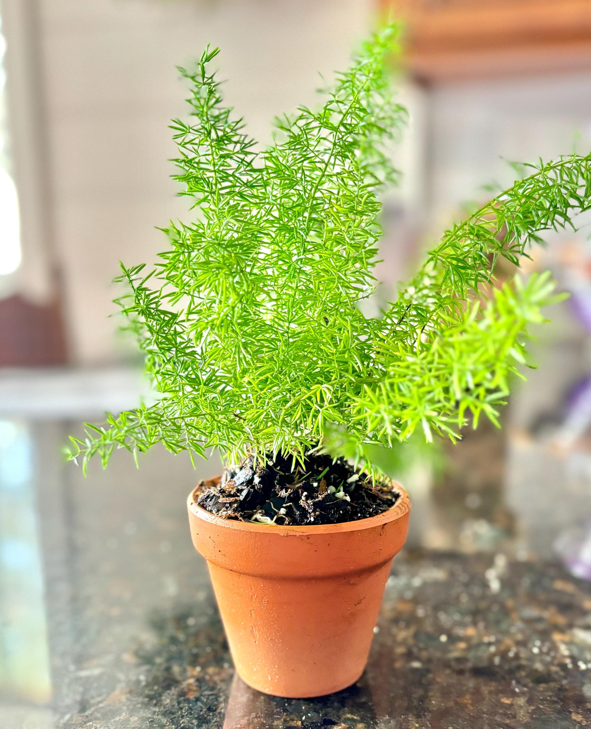 buy jade plant online ASSORTED JADE 4in main image 1