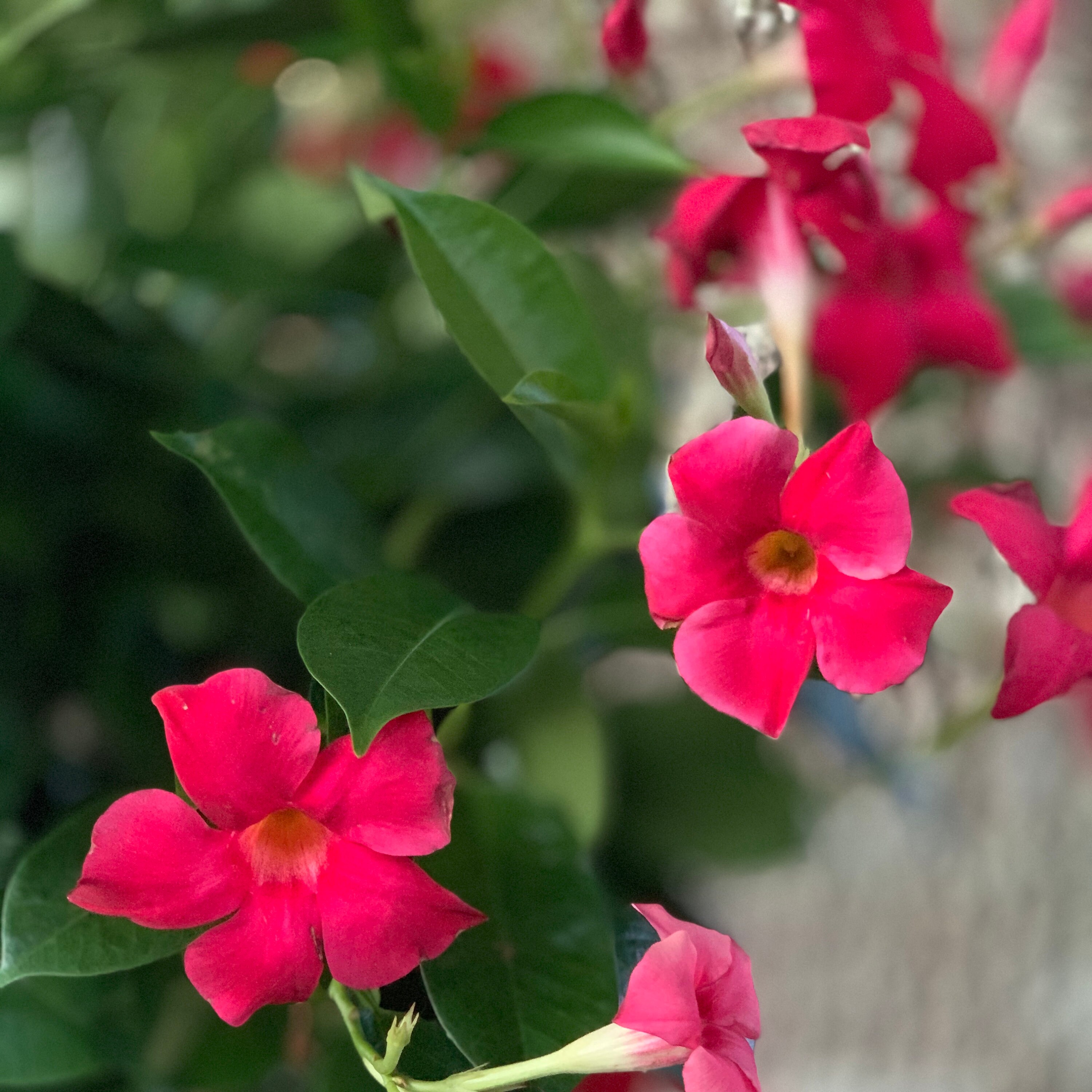 Mandevilla | Dipladenia | Rocket-trumpet | Tropical Red Vining