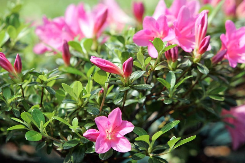 Azalea Pink Bonsai Dwarf Satsuki Azalea Etsy