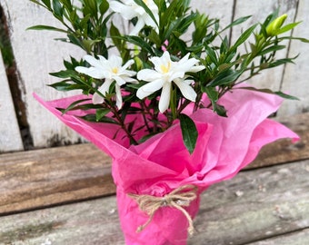 Gardenia | Frost Proof | Live Gardenia | Sweet Fragrant Bloom | White Flowering Plant |