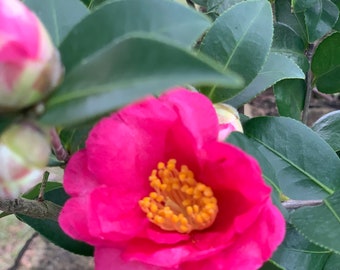 Camellia Sasanqua | Pink Kanjiro | Live Plant | Winter Blooming Plant | Shipped in Container with 2-3 oz Plant Food included