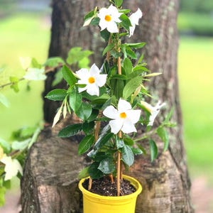 Mandevilla Dipladenia Rocket-Trumpet Vine White Blooms (Do not ship to Az, Ca, PR, Hawaii)